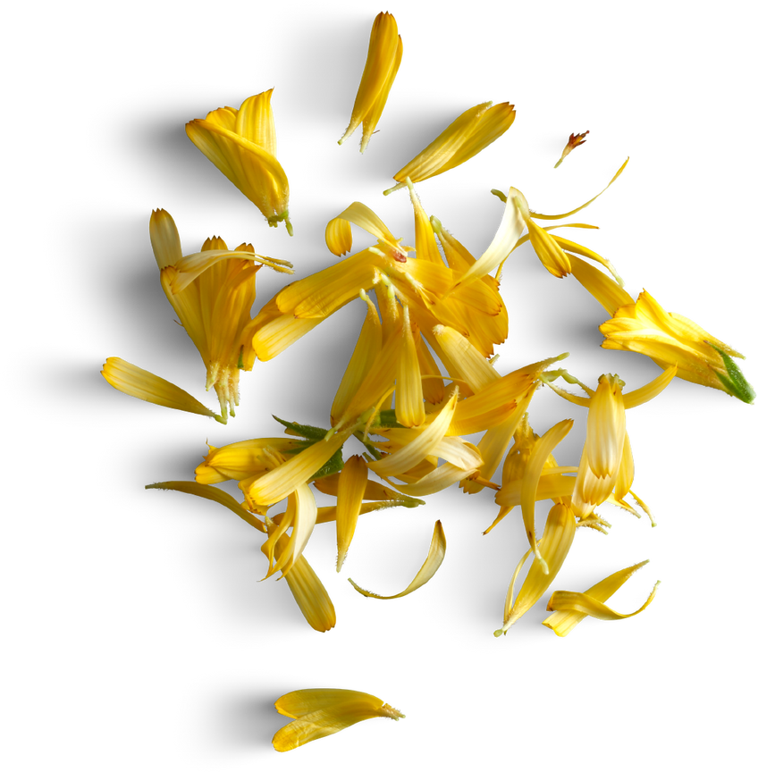 Yellow calendula flower petals